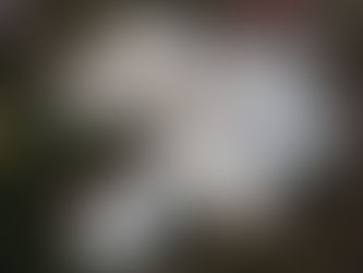 CKC Sophie Litter update week 3