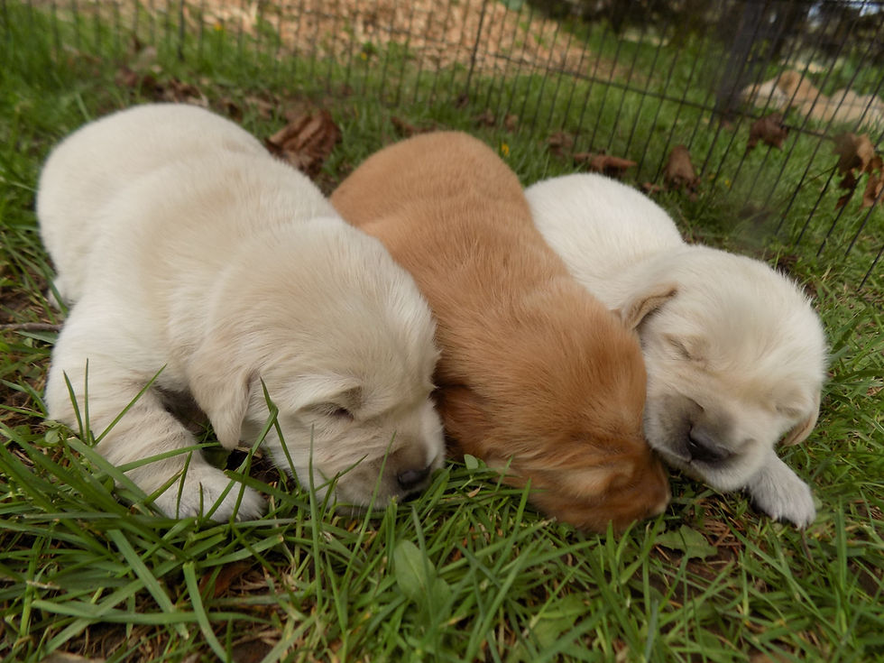 CKC Zoey Litter update