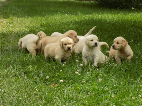 Shayla litter week #4 update