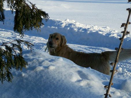 Mr Kobi has sired 2 further litters at this time, but no pregnancy confirmation yet at this time.