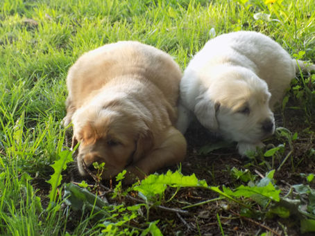 CKC Zoey Litter update