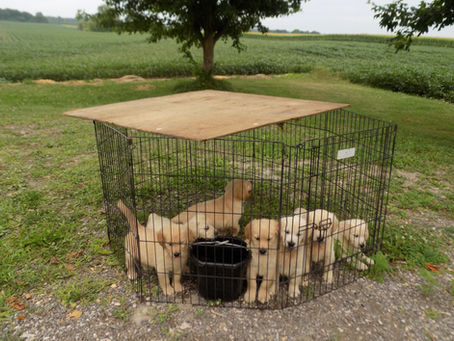 Shayla litter week #7