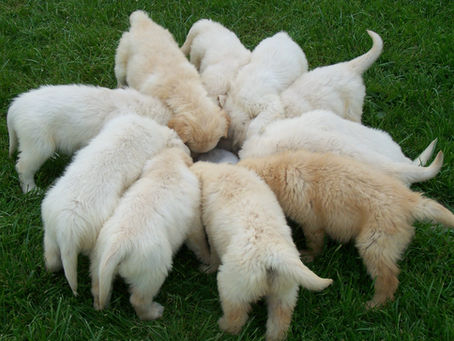 A new litter arriving soon and will go to homes in May.