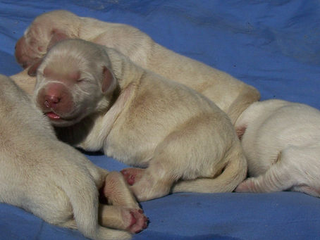Alli's litter has arrived!