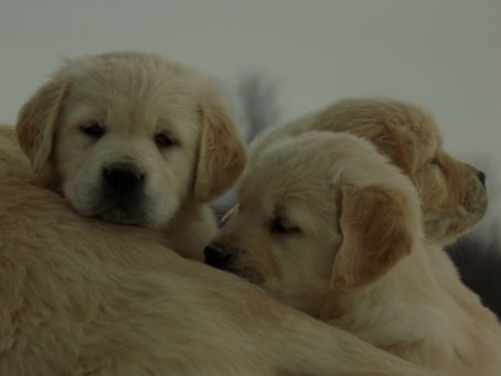 Abby x Kobi week #6 update