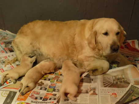 Abby x Kobi Litter week #1