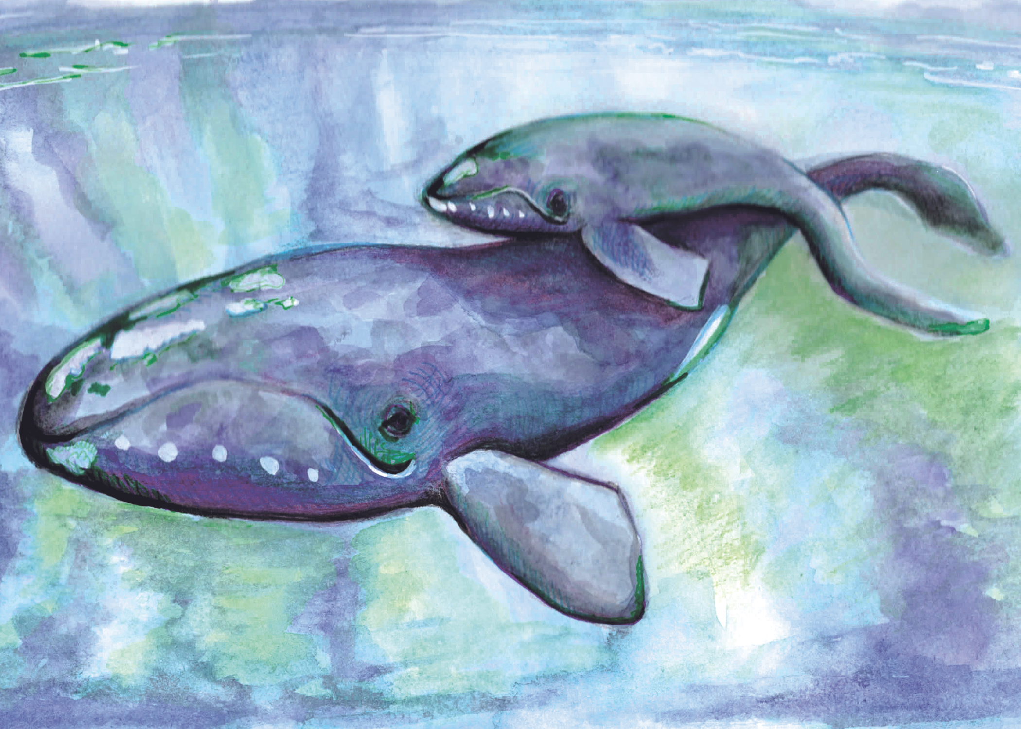 Right Whales 5x7 Greeting Card