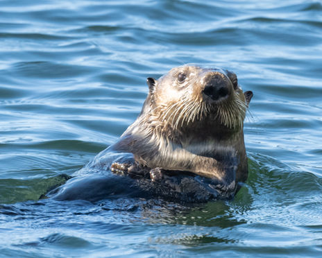 Otter back 3-7797
