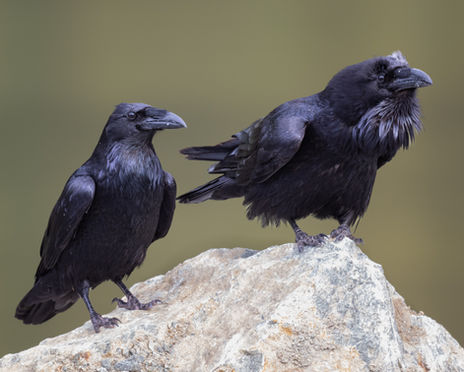 Raven pair 4-8425