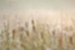 thumbnail_Rushes 1-9250.jpg