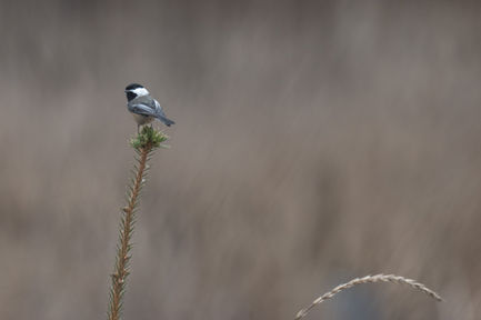Chickadee-0675