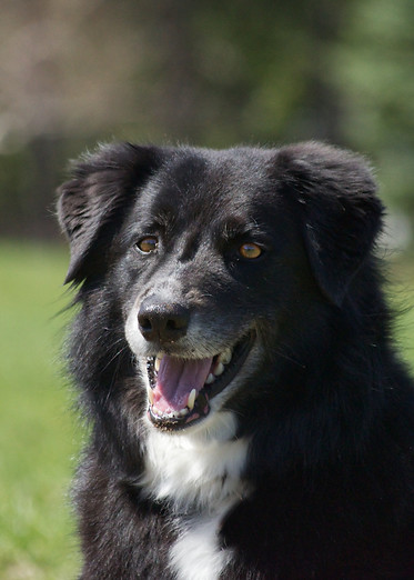 Nipper 2026.JPG