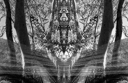 Black and white photograph by Katherine Boland showing a plastic cling wrap altar set in the Australian bush.