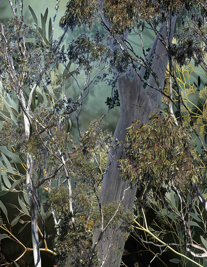 Print by Australian Artist, Katherine Boland depicting the Australian bush.