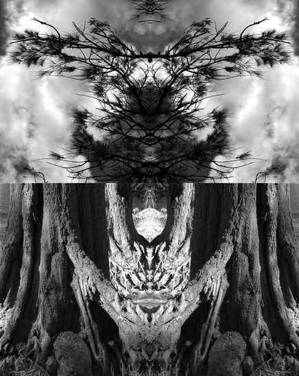 Black and white photograph by Katherine Boland showing symmetrical altar of River Sheoak roots and foliage.