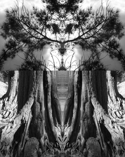 Black and white photograph by Katherine Boland showing symmetrical altar of River Sheoak roots and foliage.