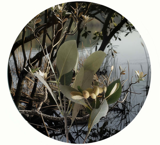 circular print by Australian artist Katherine Boland depicting mangroves.