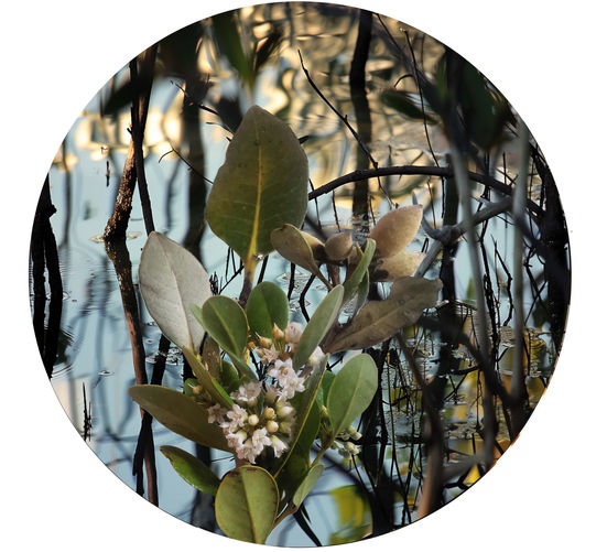 circular print by Australian artist Katherine Boland depicting mangroves.