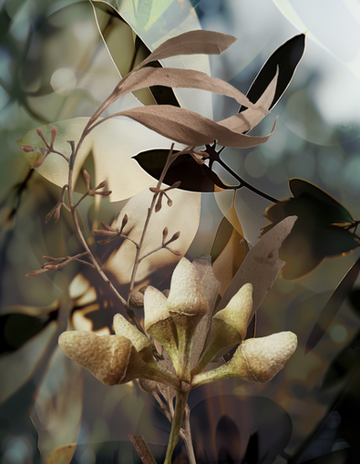 Limited edition print by Australian artist Katherine Boland inspired by the Australian bush.