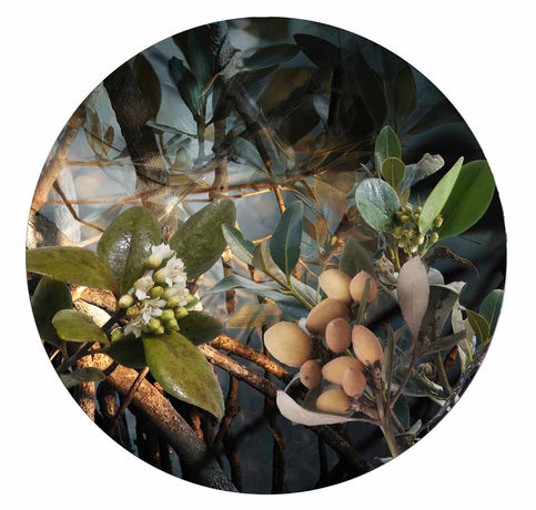 circular print by Australian artist Katherine Boland depicting mangroves.