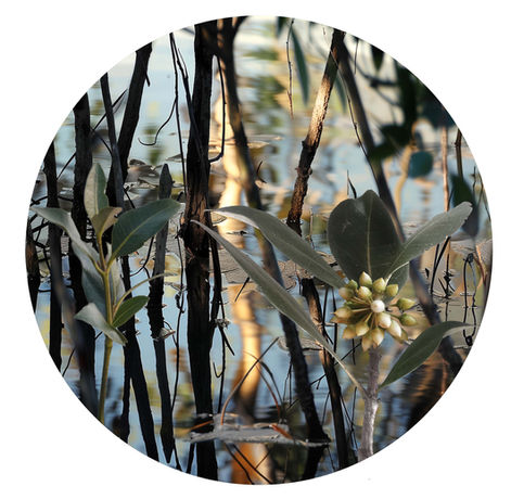 circular print by Australian artist Katherine Boland depicting mangroves.