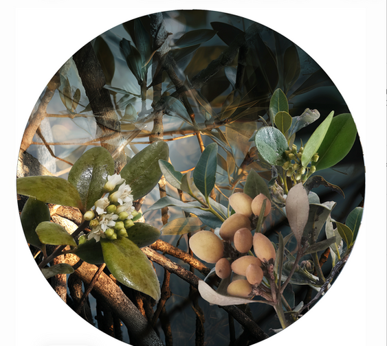 circular print by Australian artist Katherine Boland depicting mangroves.