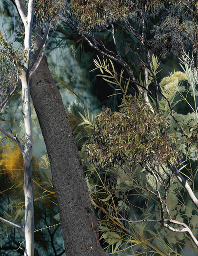 Print by Australian Artist, Katherine Boland depicting the Australian bush.