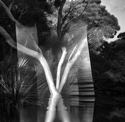 Digital image by Katherine Boland shows ghostly trees wrapped in plastic, blending photos and AI to reflect environmental loss and urgency.