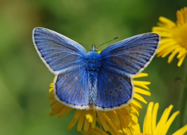 Attract Butterflies To My Garden