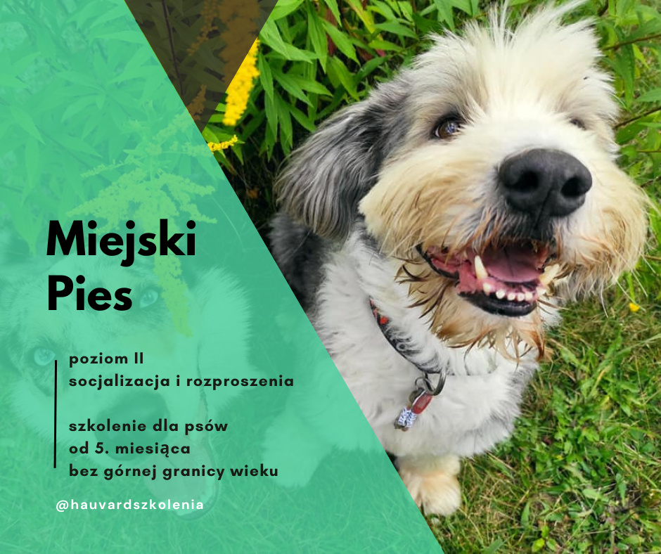 Miejski Pies POZIOM II (socjalizacja i rozproszenia); niedziele 10:15, BARTEK (2)