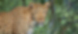 Header Image Desktop.jpg