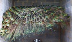 Pavão Ombros Negros