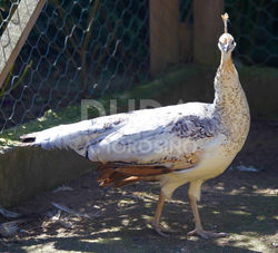 Pavão Ombros Negros