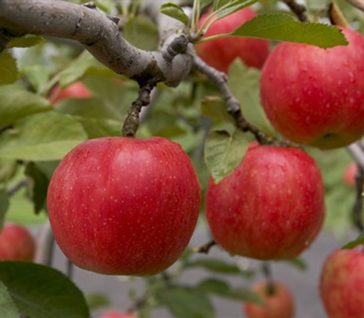 09381192885_apple_01.jpg