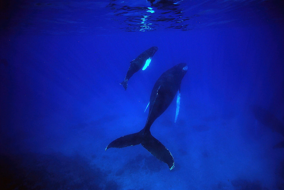 Humpback whales in the Caribbean