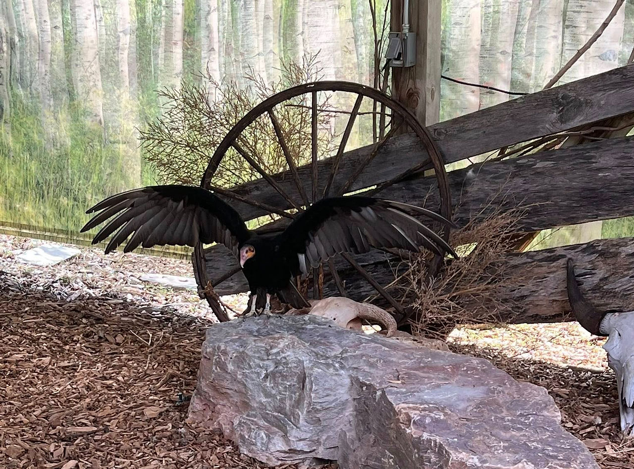 Vulture with wings spread stands on a rock in a rustic setting. Background features a wooden wagon wheel and mural of birch trees.