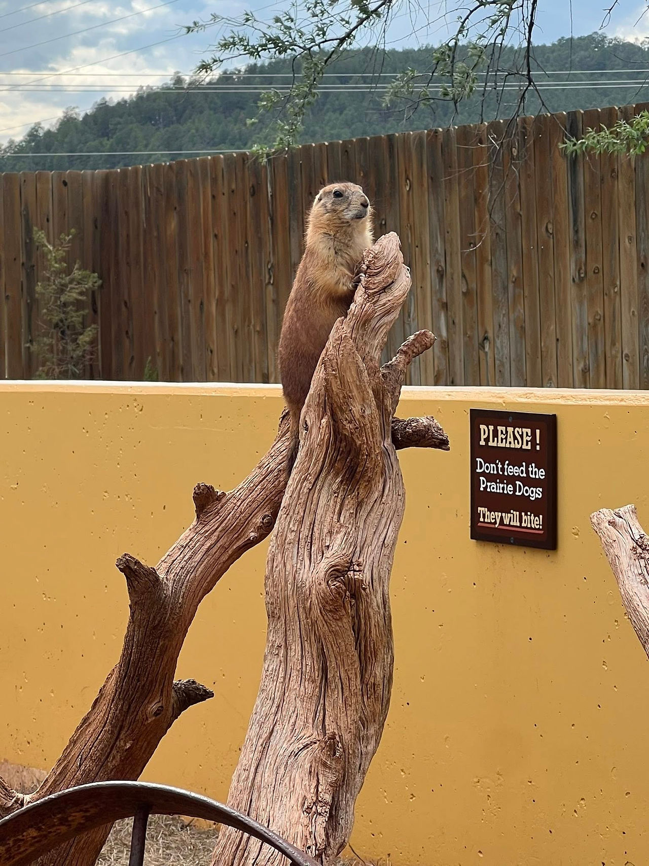 Prairie dog on a tree stump against a wooden fence. Sign reads: "PLEASE! Don't feed the Prairie Dogs. They will bite!"