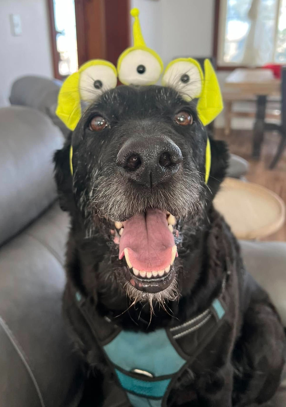 Black dog wearing a yellow alien headband with three eyes, looking happy on a couch. Bright interior with a blurred wooden table.