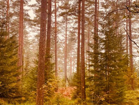 Ritual for the Autumn Equinox