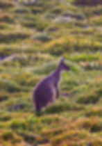 Kangaroo standing alert in lush green vegetation, native wildlife of Kangaroo Island, Australia.