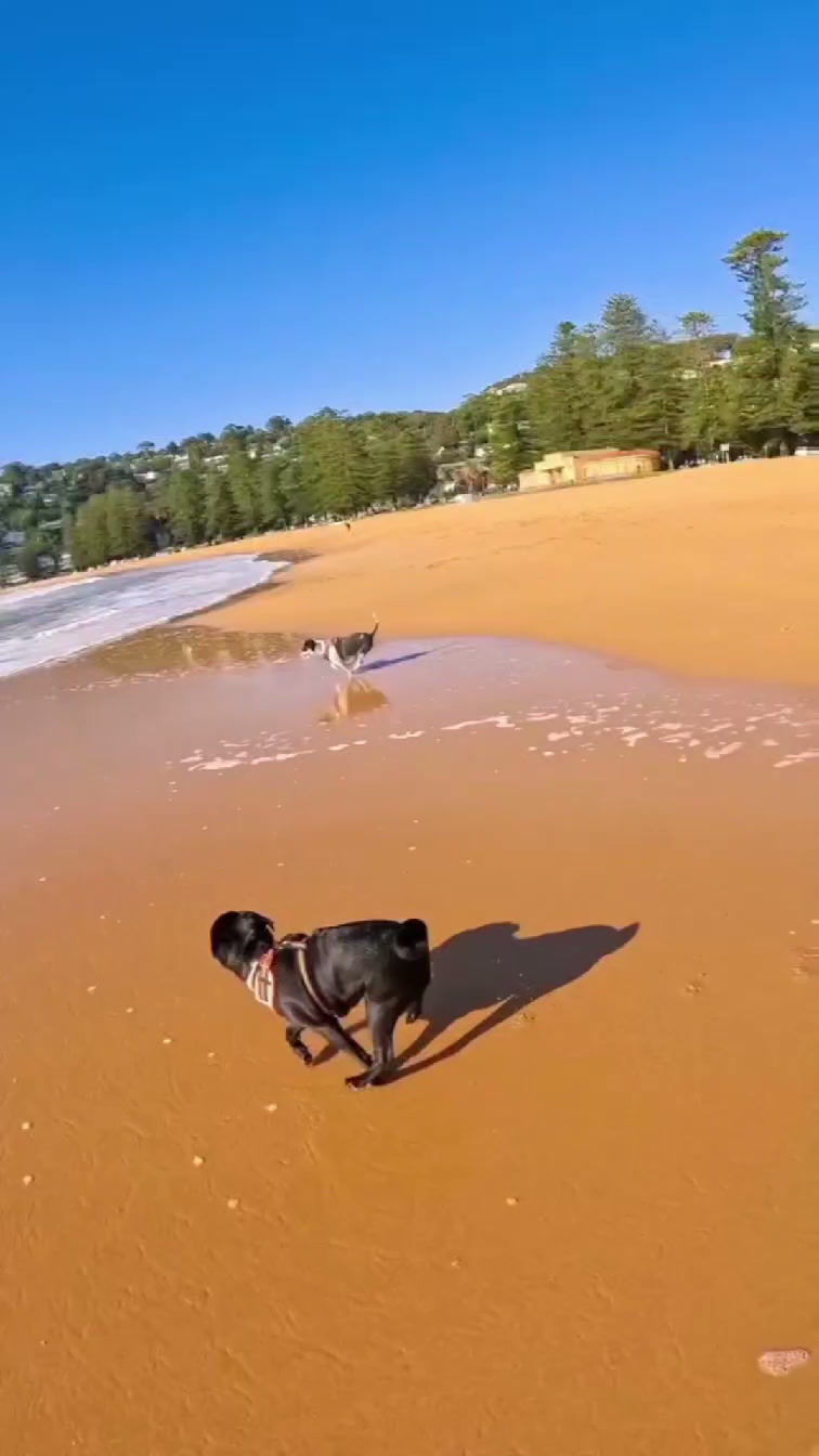 palm beach vid.mp4