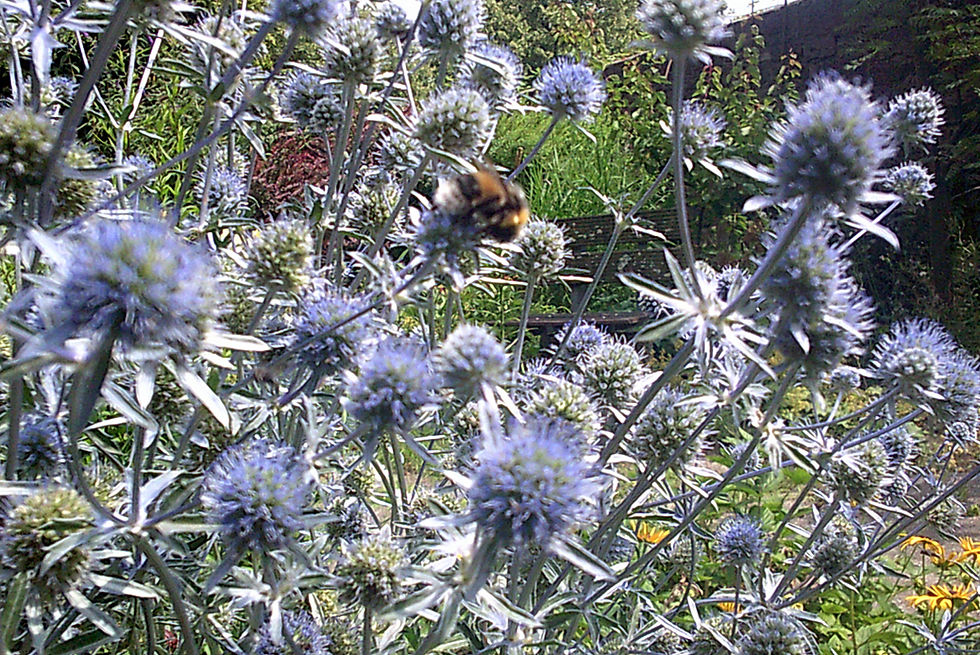 Bienenbuffet