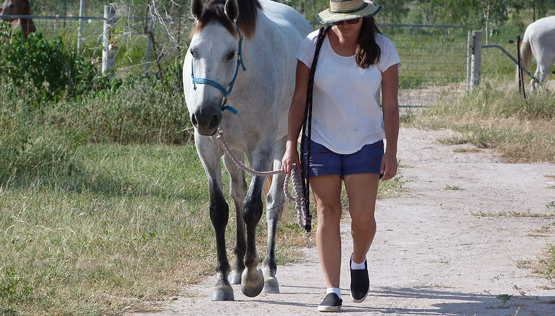 horse field