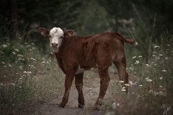 Calf, Okanogan Wa_