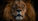 Image of a lion head