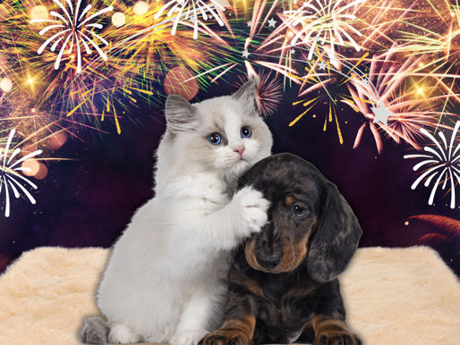 New Year, Healthy Pets: Keeping Your Furry Friends Safe and Happy Into 2026