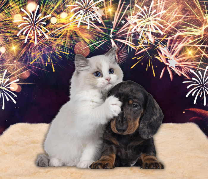 New Year, Healthy Pets: Keeping Your Furry Friends Safe and Happy Into 2026