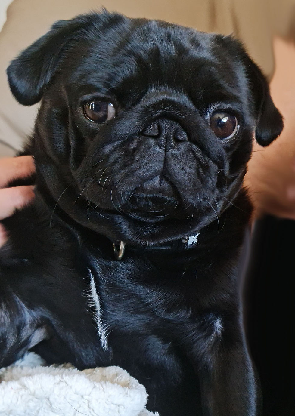 Pug 2