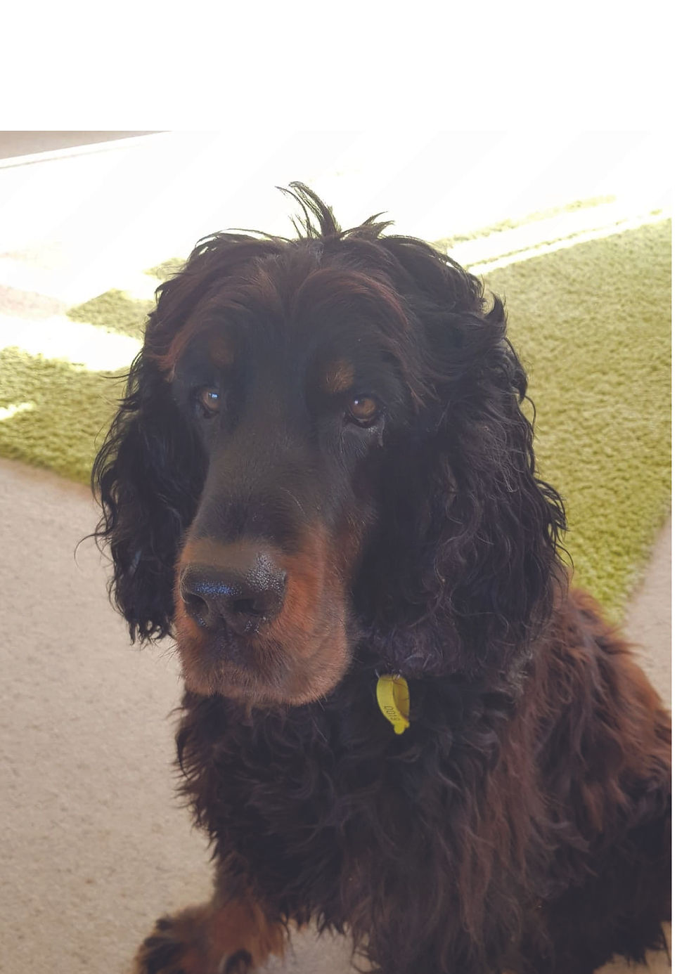 Dog 2