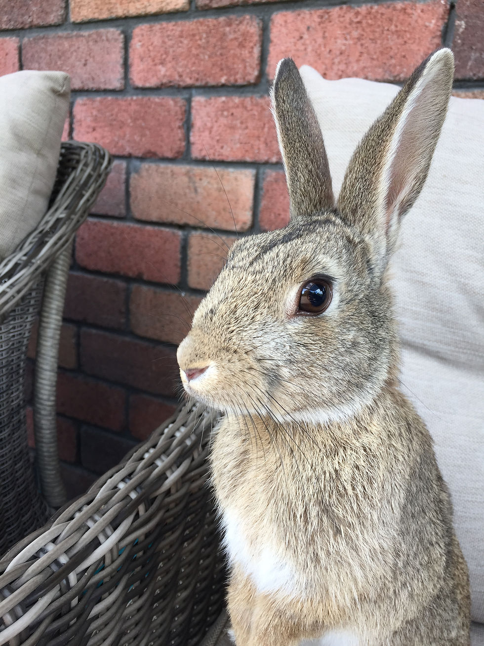 Bun Bun